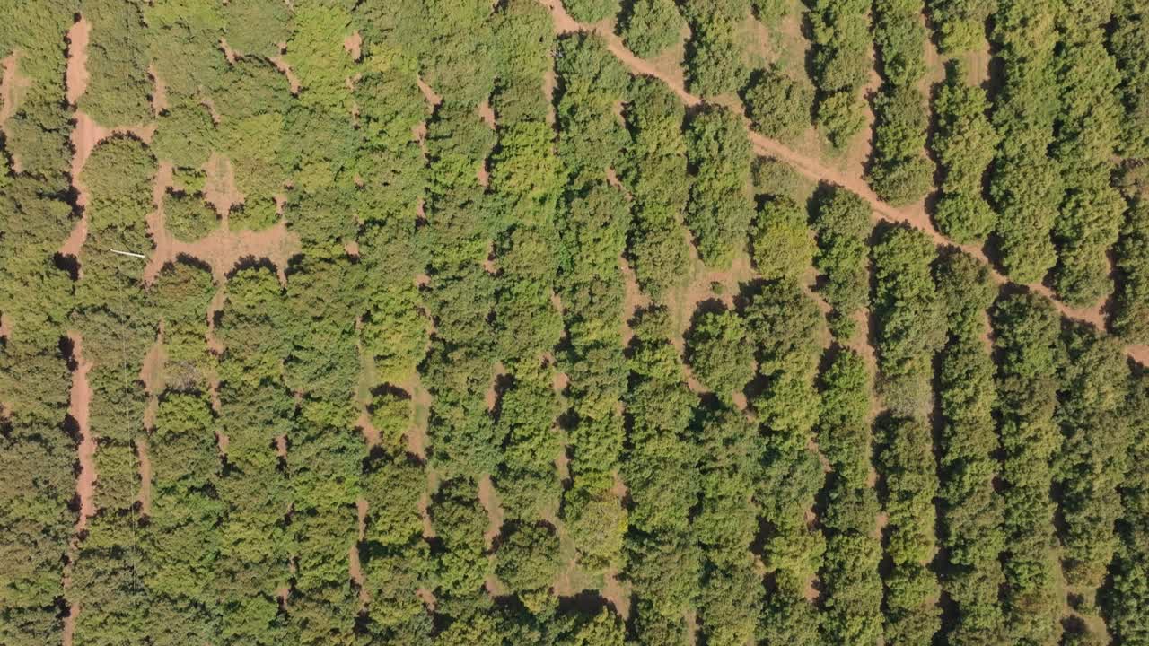 vista desde arriba de los campos de aguacate en michoacán 1