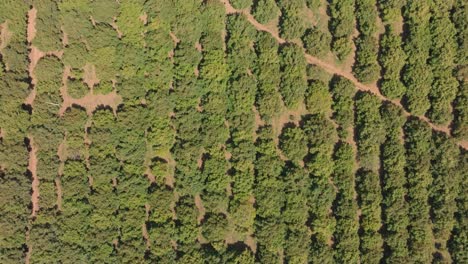 Vista-De-Arriba-Hacia-Abajo-De-Los-Campos-De-Aguacate-En-Michoacán-1