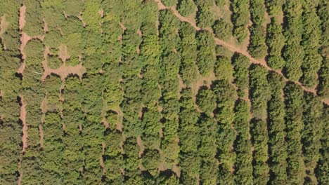top down view of avocado fields in michoacan 1