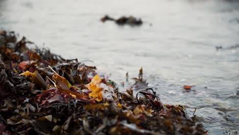 close up of waves crashing on seaweed, black labrador running through