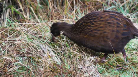 primer plano de un pájaro weka salvaje y agresivo que atrapa presas en la hierba durante el día soleado