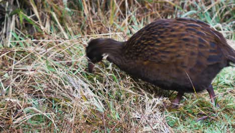 close up of wild aggressive weka bird catching prey in grass during sunny day