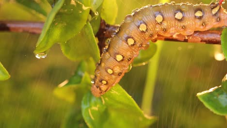 Caterpillar-Bedstraw-Hawk-Moth-crawls-on-a-branch-during-the-rain.-Caterpillar-(Hyles-gallii)-the-bedstraw-hawk-moth-or-galium-sphinx,-is-a-moth-of-the-family-Sphingidae.