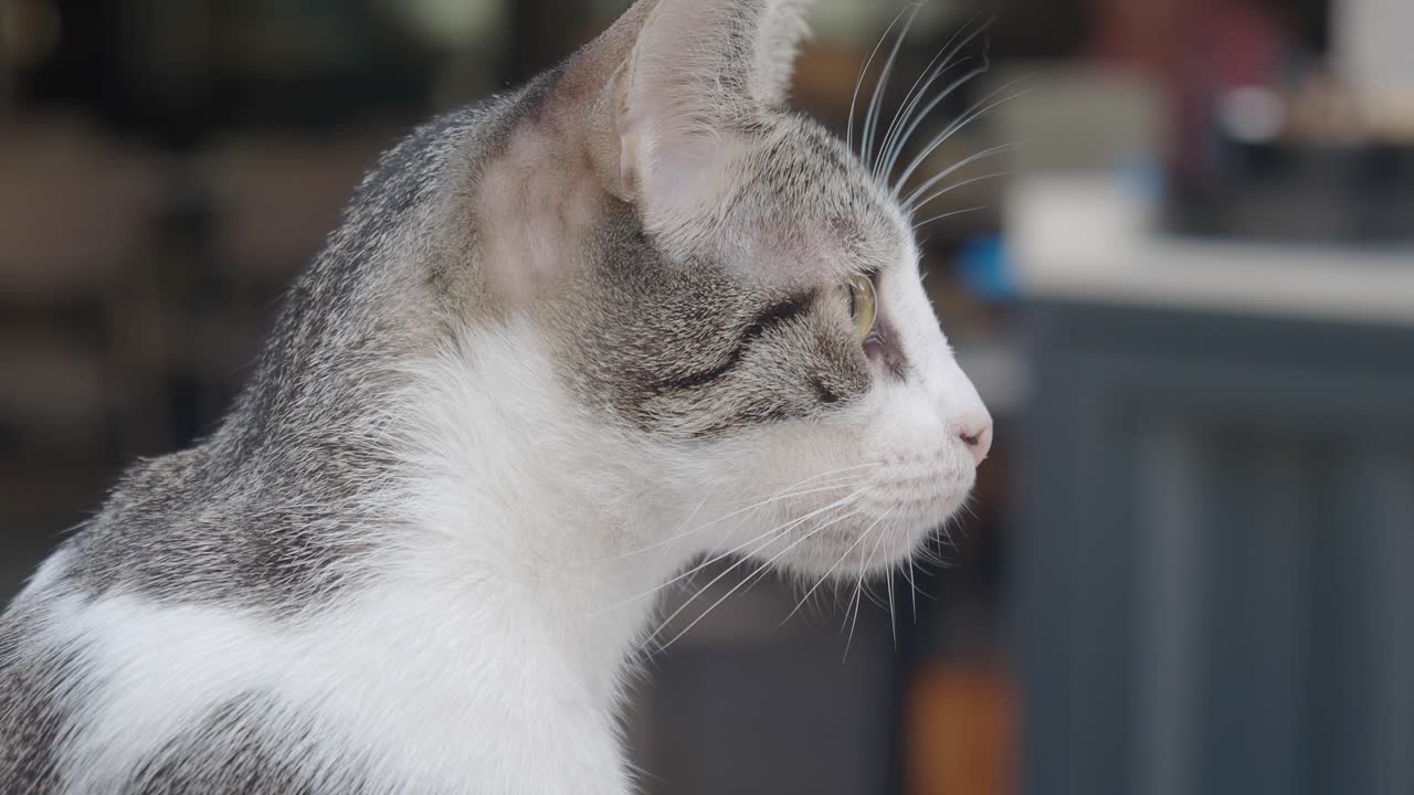 Profile of a Gray and White Cat