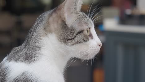 profile of a gray and white cat