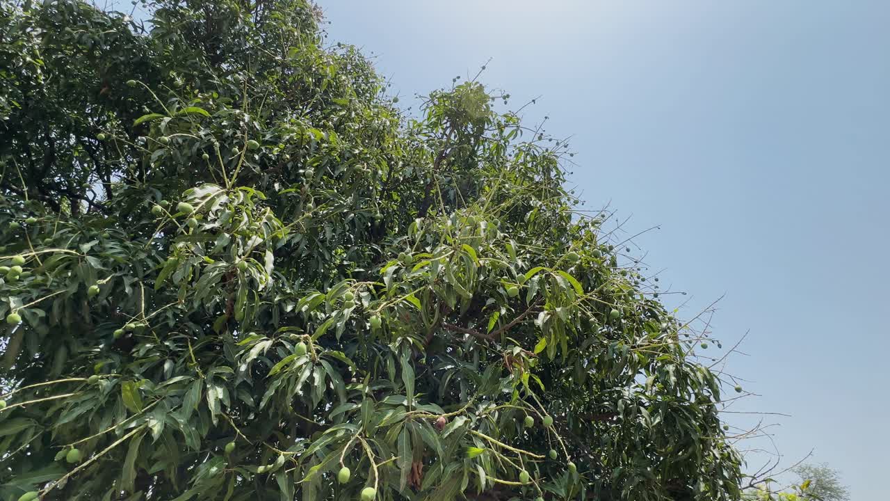 Ampia vista di una fitta chioma di alberi di mango piena di manghi verdi pendenti, illuminata dalla luce intensa del giorno contro un cielo azzurro limpido in un ambiente rurale all'aperto.