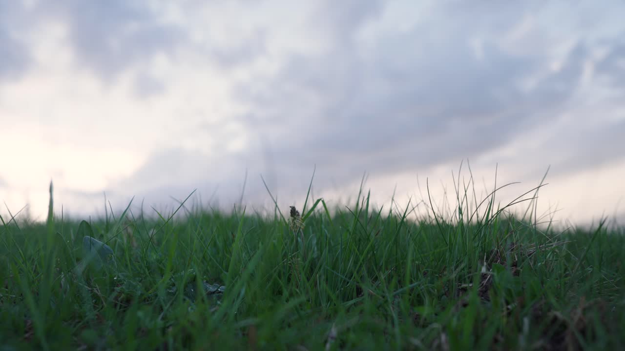 Grass and clouds. Silent fields under moody skies