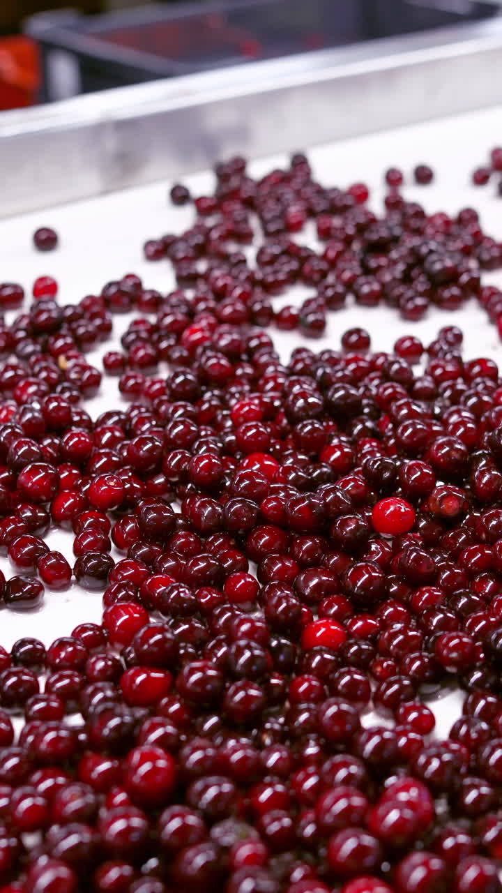Berry selection at the factory. Close up of workers control the quality of berries. Vertical video