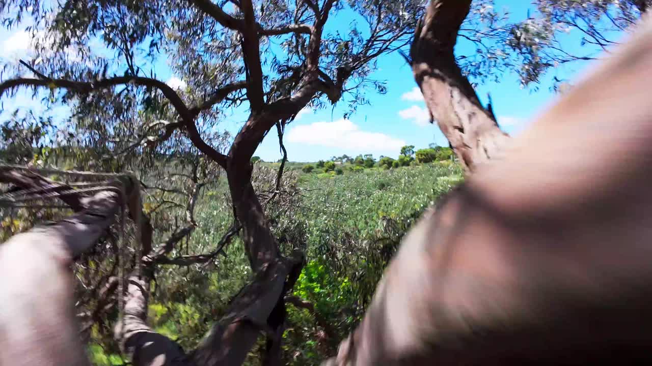 Treehouse In The Wide Branches Of An Old Tree In Remote Landscape. FPV Shot