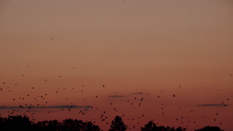 siluetas de pájaros al atardecer