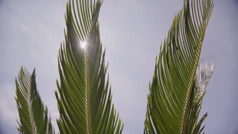 Luz-Del-Sol-Asomando-A-Través-De-Exuberantes-Hojas-De-Palma-Verdes-Contra-Un-Cielo-Despejado,-Tiro-De-ángulo-Bajo