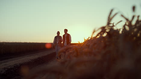 agronomists walking wheat field in sunset together. farm owners inspect crop.