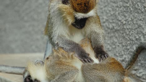 Soziales-Fellpflegeverhalten-Von-Grünen-Meerkatzen