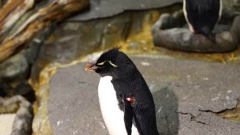 penguin opens beak as if calling out