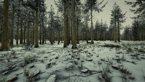 Winter-in-a-spruce-forest-covered-with-white-fluffy-snow