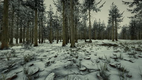 Winter-In-Einem-Fichtenwald,-Bedeckt-Mit-Weißem,-Flauschigem-Schnee