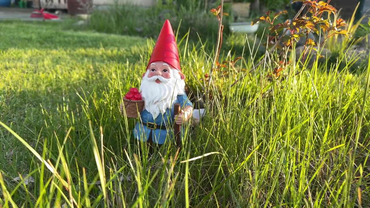 Statua di gnomo da giardino tra erba alta e piante in un cortile illuminato dal sole