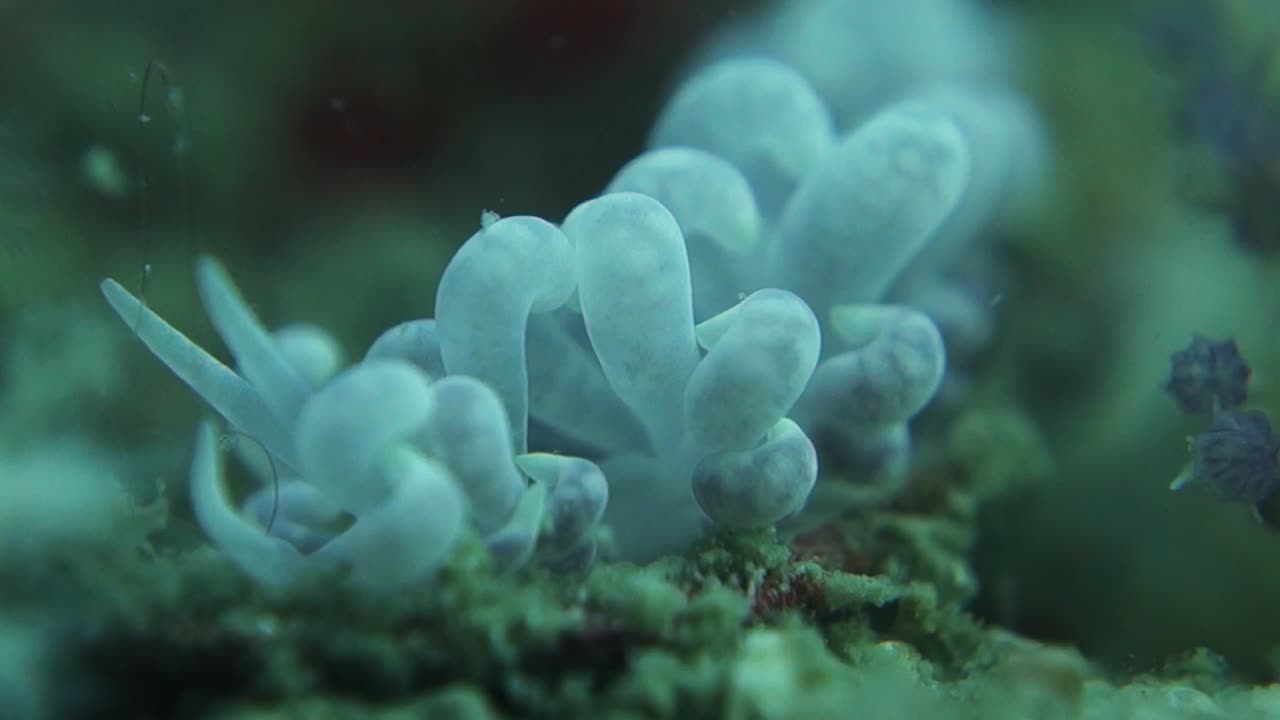 Nudibranch Phyllodesmium Magnum Slug with Large Soft Cerata Appendages