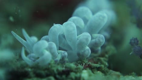 nudibranch phyllodesmium magnum slug with large soft cerata appendages