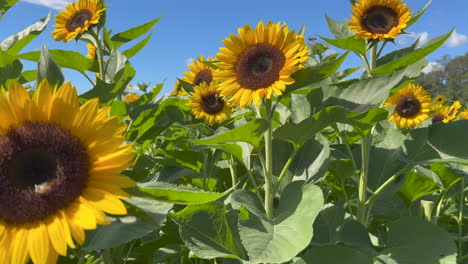 field of sunflowers and bees on a sunny day