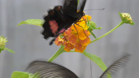 macro close up of black butterfly fighting about yellow blooming blossom in nature