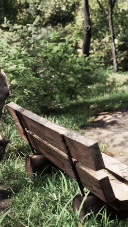 wooden bench in a park