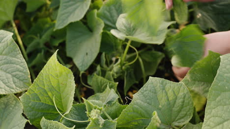 a farmer plucks cucumbers