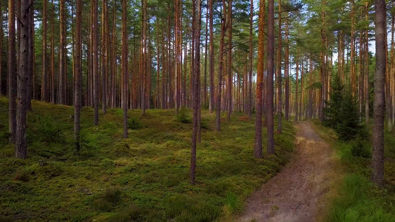 дикий сосновый лес с зеленым мхом и вереском под деревьями, медленная съемка с воздуха, движущаяся низко между деревьями, лесная дорога, солнечный осенний день, солнечные лучи и тени, широкоугольная съемка с дрона, движущегося вперед