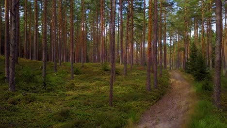 wild pine forest with green moss and heather under the trees, slow aerial shot moving low between trees, forest road, sunny autumn day, sunrays and shadows, wide angle drone shot moving forward