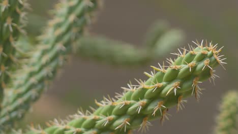 extreme close up of arizona jumping cactus near lake patagonia