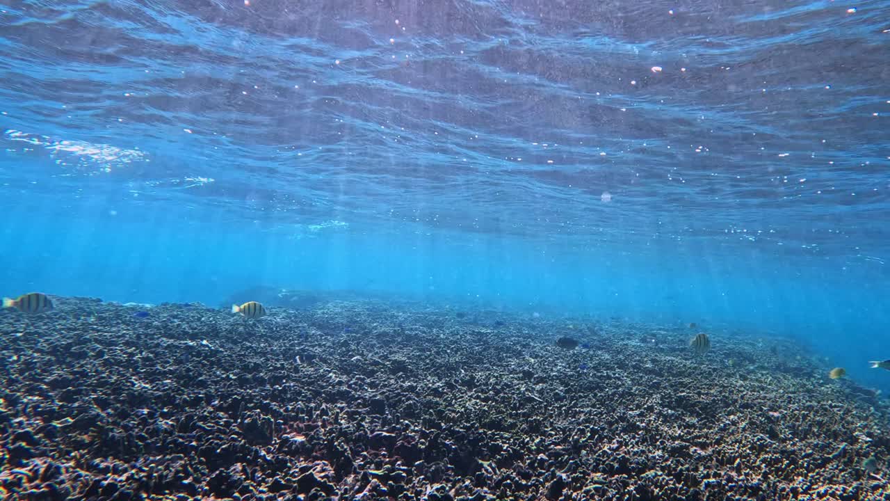 bucear en aguas cristalinas con peces de arrecife en una isla tropical