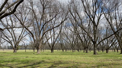 granja de nueces en oklahoma con cielo nublado