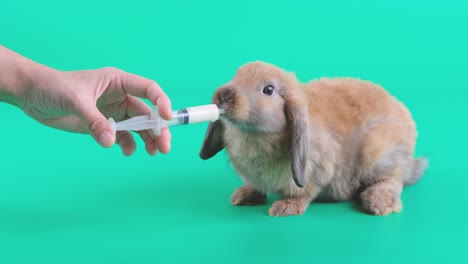 brown rabbit drink milk from syringe hold by human hand and it look happy to drink it and stay on green screen