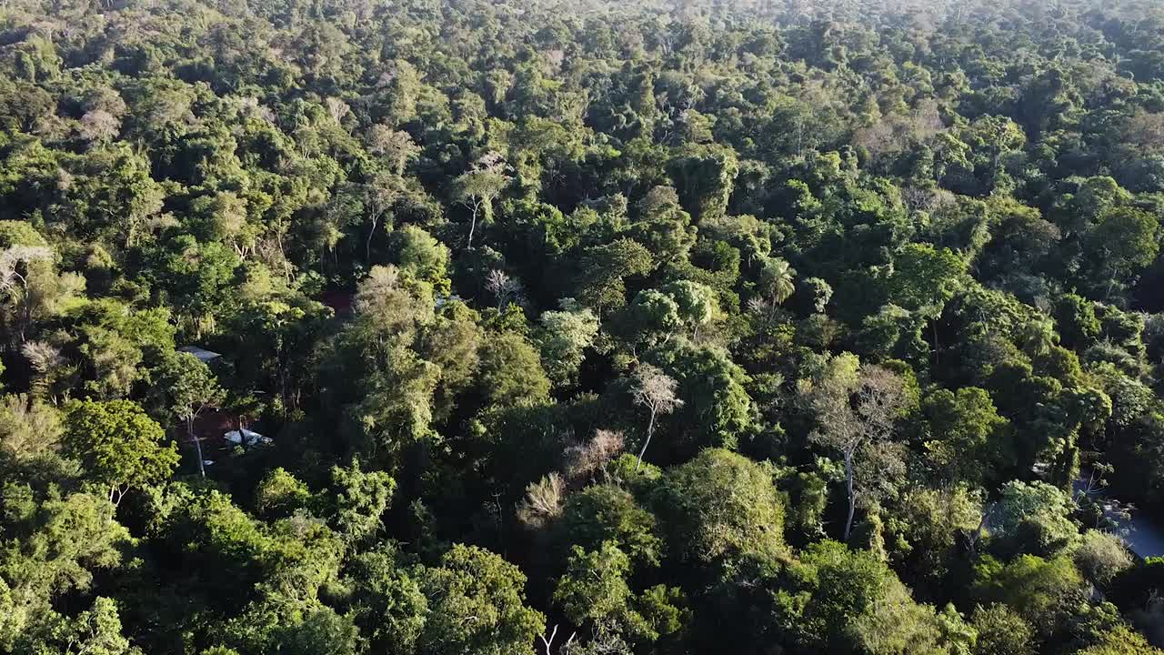 Aerial shot showcases the dense and lush green canopy of a sprawling jungle. Sunlight dapples the treetops revealing the immense scale and biodiversity of this natural rainforest environment.