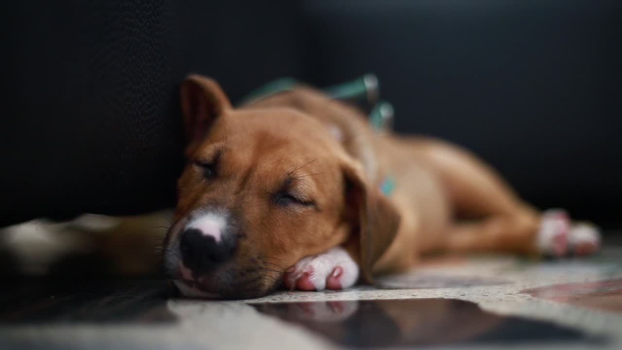 primer plano de un perro bebé durmiendo en el suelo junto a un sofá negro