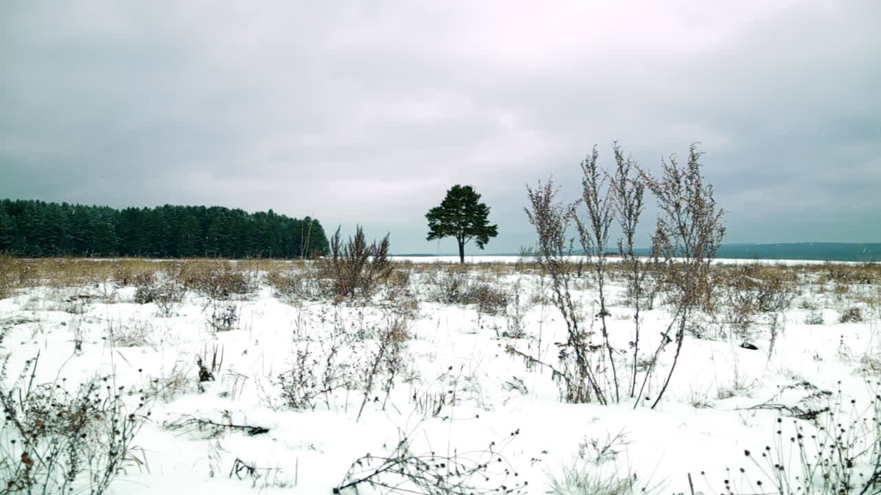 paisaje de invierno con un solo árbol