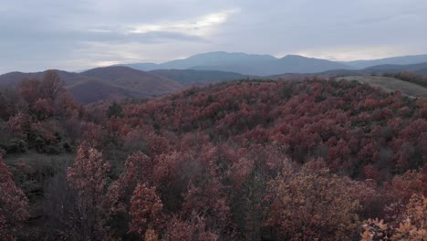 Drone-moving-backwards-revealing-autumn-forest-foliage-leaves-close-up-cloudy-day