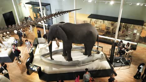 visitors explore the elephant display in edinburgh