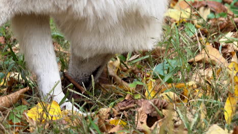 close-up of wolf sniffing ground as she walks