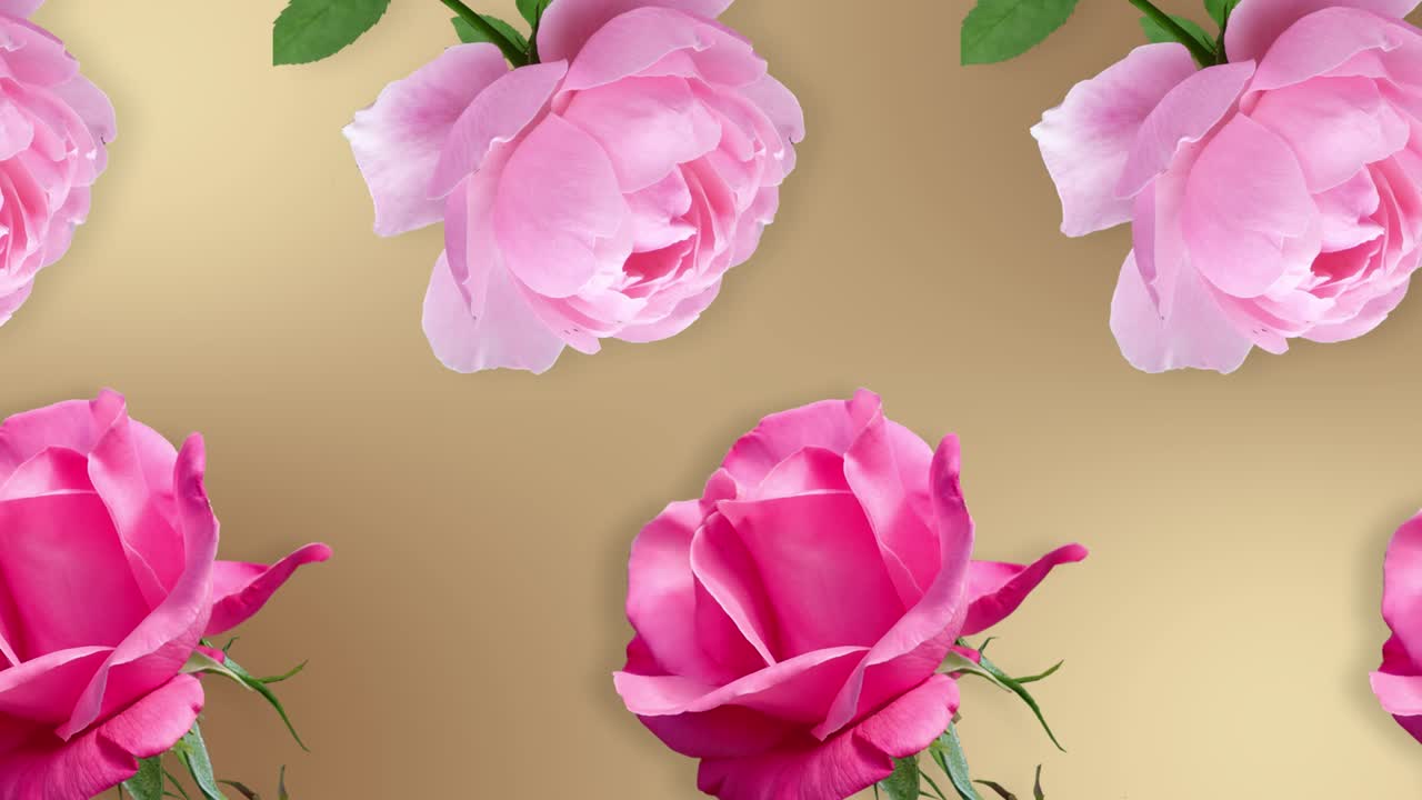 dos líneas con muchas flores de rosa animadas en diferentes direcciones en un fondo beige natural. plantilla romántica el concepto del día de san valentín, bodas, cumpleaños y otras fiestas