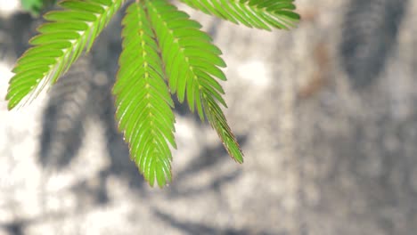 primer plano de planta sensible doblar su hoja cuando se toca