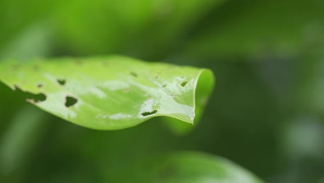Makroaufnahme-Hellgrüner-Blätter,-Die-Nach-Dem-Regen-Nasse-Wassertropfen-Bilden