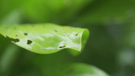 macro shot of bright green leaves wet form water droplets, after the rain