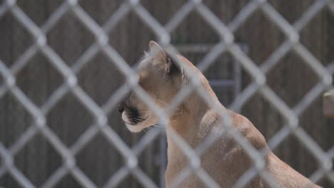 florida panther medium shot through fence in captivity profile