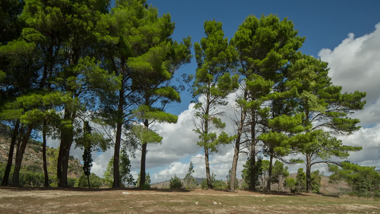 деревья сегеста сицилия 03