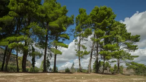 segesta sicily trees 03