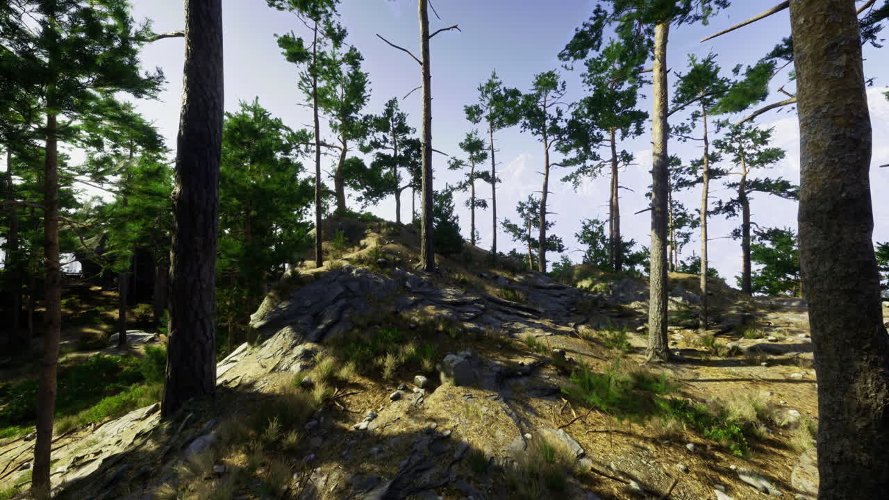 Serene forest landscape with tall trees and rocky terrain in daylight