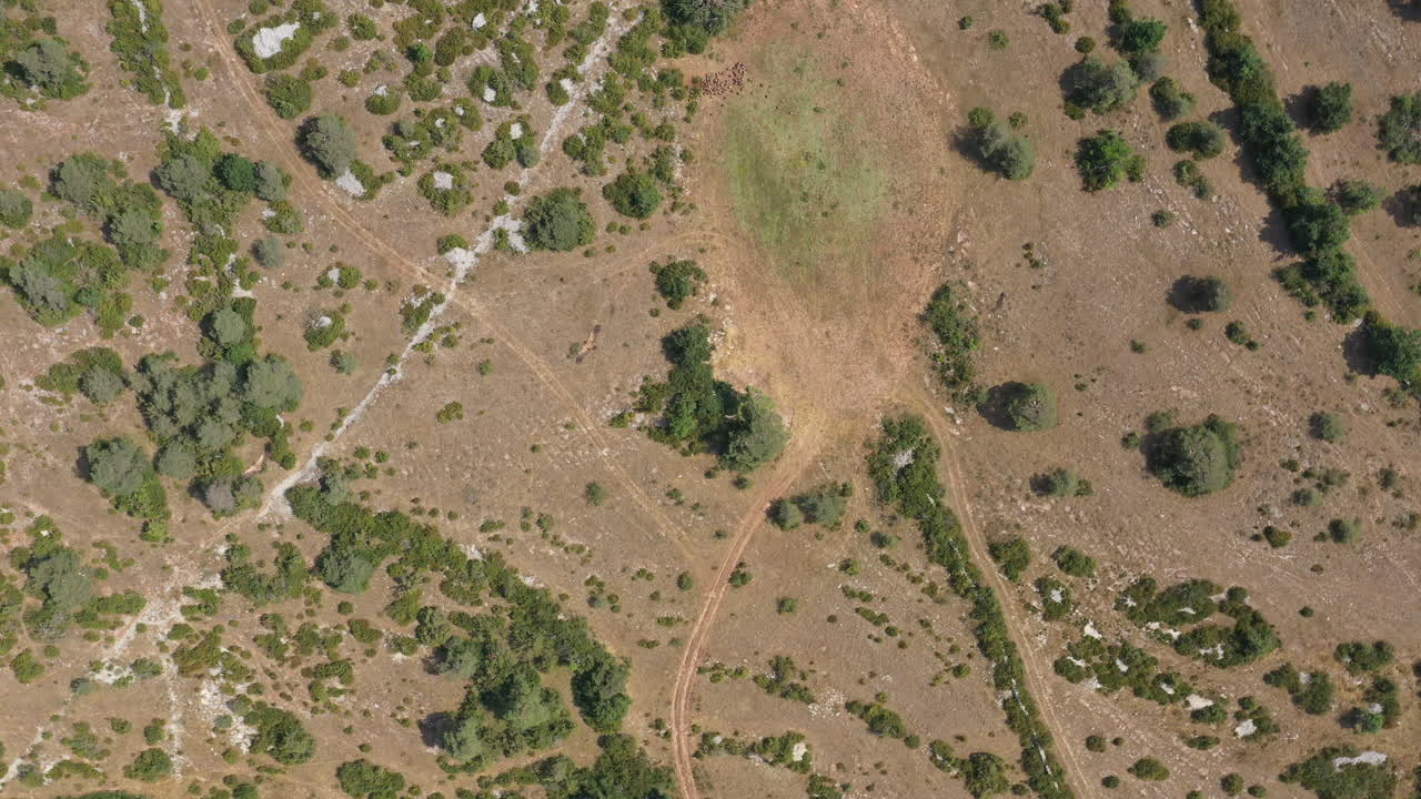 el matorral causa el aveyron lozere, una toma aérea de los buitres volando sobre un campo.