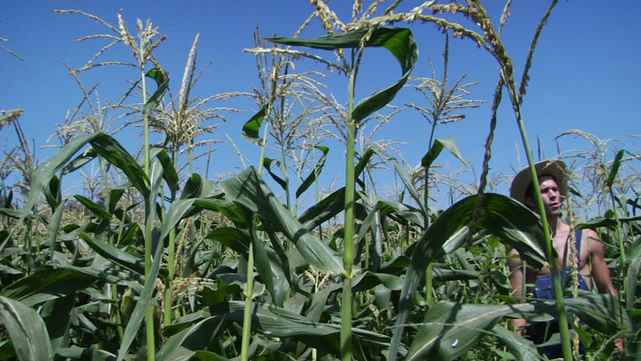 un hombre vestido con un mono y un sombrero de paja se para en un campo de maíz