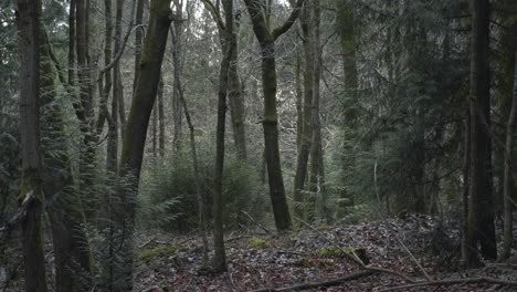 Panorámica-Suave-A-Través-De-Un-Denso-Bosque-4k